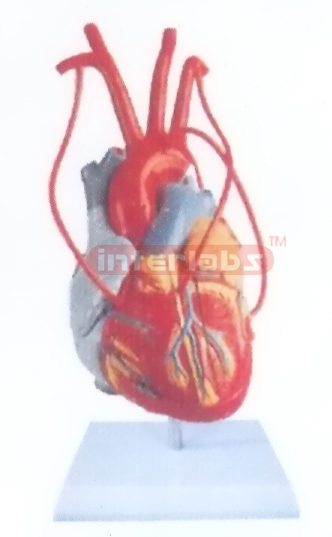 MIDDLE HEART MODEL WITH BYPASS